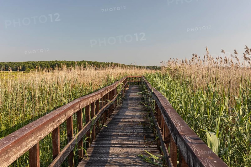 Boardwalk through the Narew Nationalpark in NE Poland. Tall reed grass on a clear and sunny day
