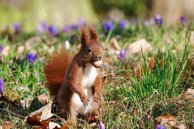 Squirrel with nut, crocus meadow, early March, Germany, Europe