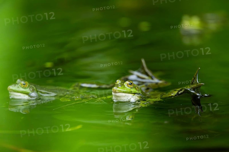 Edible frog (Pelophylax esculentus) in a little lake in the water, Bavaria, Germany, Europe