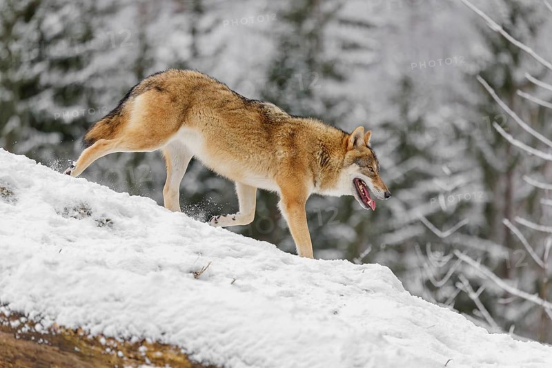 A young grey wolf (Canis lupus lupus) runs across the sloping, snow-covered meadow at the edge of a forest on a cold, cloudy day