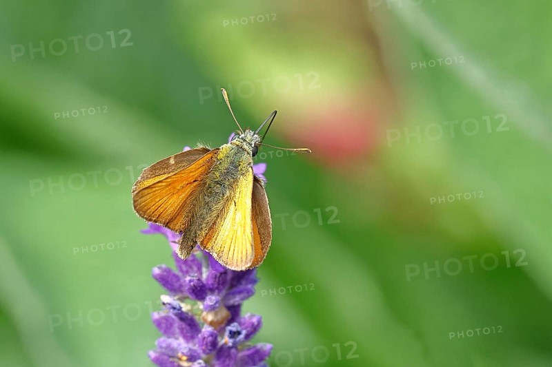 Large skipper (Ochlodes venatus), collecting nectar from a flower of Common lavender (Lavandula angustifolia), close-up, macro photograph, Wilnsdorf, North Rhine-Westphalia, Germany, Europe