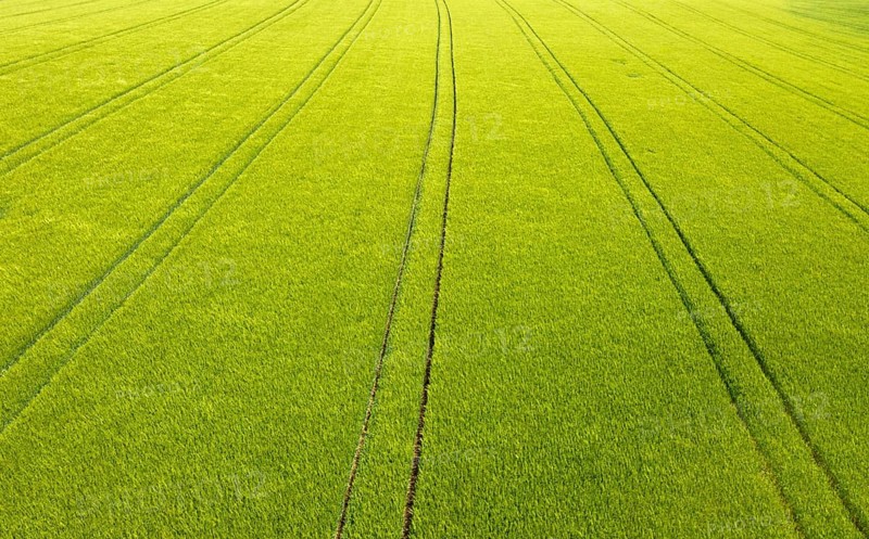Drone image, grain field with lanes on the field, from above, agriculture, Innviertel, Upper Austria, Austria, Europe