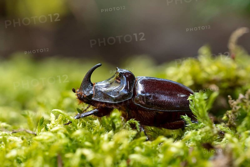 Rhinoceros beetle (Oryctes nasicornis), male, Oberhausen, Ruhr area, North Rhine-Westphalia, Germany, Europe