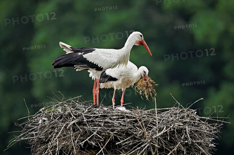 White storks (Ciconia ciconia), pair with nesting material in their beaks standing on eyrie, Canton Aargau, Switzerland, Europe