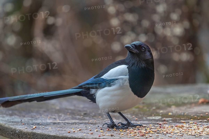 Magpie (Pic pica) at the feeding ground, Bavaria, Germany, Europe