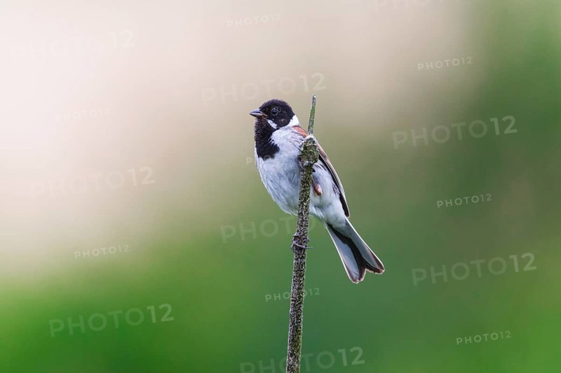 Reed Bunting (Emberiza schoeniclus), adult male sitting on a bullrush stalk, in breeding plumage, Hesse, Germany, Europe