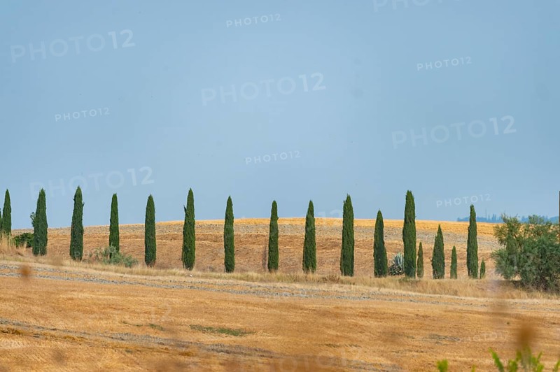 Typical Tuscan landscape in Crete Senesi with hills, trees, fields, cypresses and farm road in summer, Tuscany, Italy, Europe