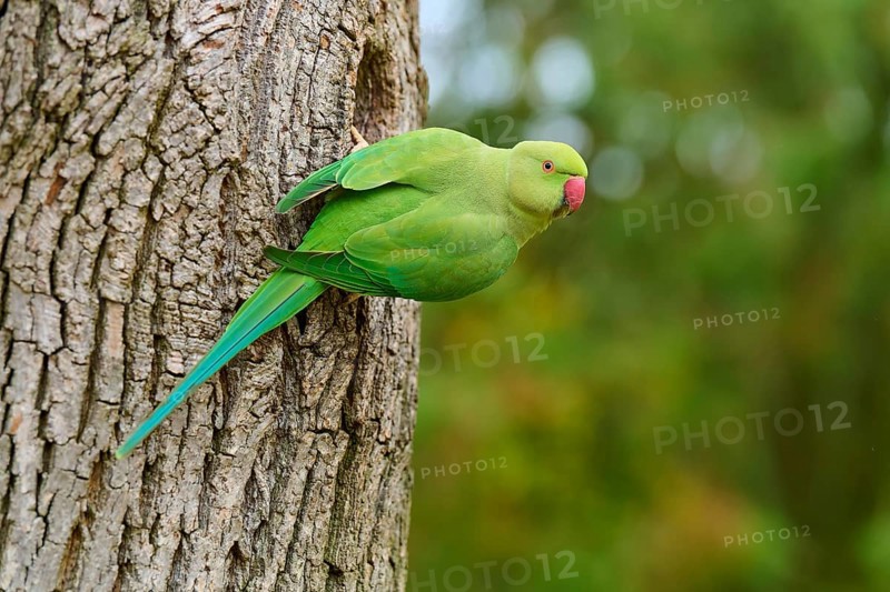 Green collared parakeet (Psittacula krameri), sitting in the nesting hole of a tree, looking attentively, Baden-Württemberg, Germany, Europe