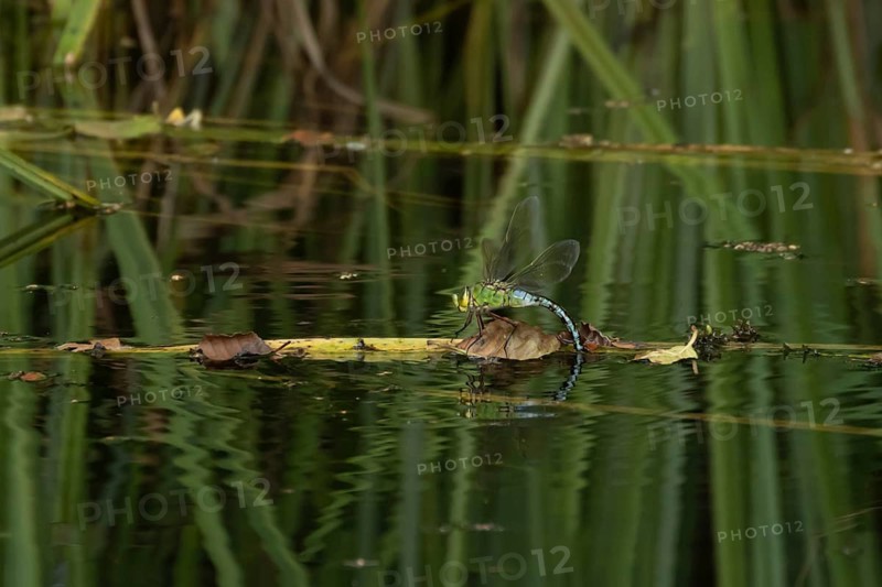 Emperor dragonfly (Anax imperator) adult female insect laying eggs in a pond in the summer, England, United Kingdom, Europe