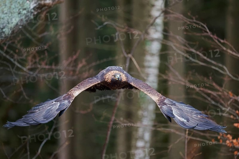 Golden eagle in flight (Aquila chrysaetos) Bavaria, Germany, Europe