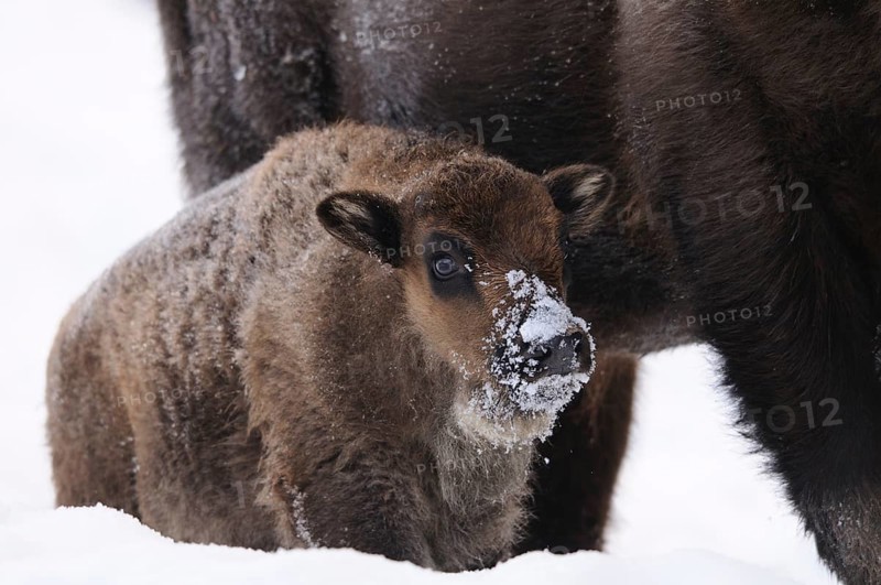 Small bison hidden in the snow next to large bison, bison (Bos bonasus), Bavarian Forest National Park, Bavaria