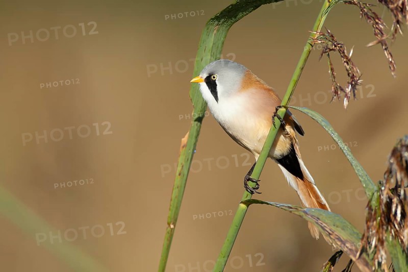 Bearded tit or reedling (Panurus biarmicus) adult male bird on a reed stem in a reedbed, England, United Kingdom, Europe