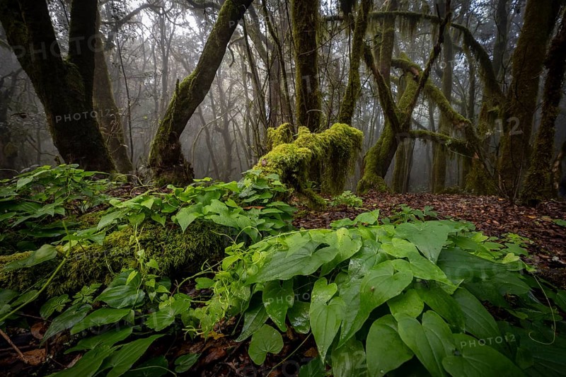 Cloud forest, laurel forest, Garajonay National Park, UNESCO World Heritage Site, La Gomera, Canary Islands, Spain, Europe