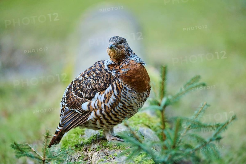 Western capercaillie (Tetrao urogallus) female (hen) standing on the ground at the edge of a foest, Bavaria, Germany, Europe