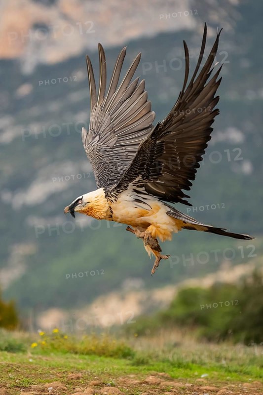 Bearded Vulture (Gypaetus barbatus) adult bird in flight with mountains in the backround, Pyrenees, Lleida, Spain, Europe