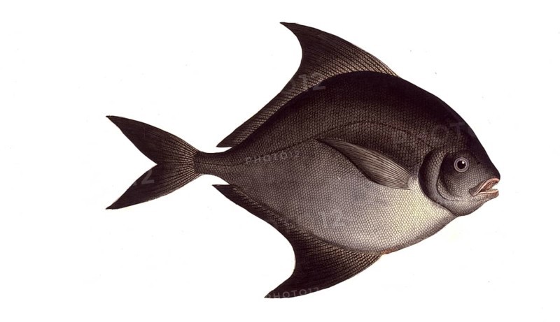 Fish, Fish, Genus of ray-finned fish from the butterfish family, Stromateus niger, Historical, digitally restored reproduction from a 19th century original, Record date not stated