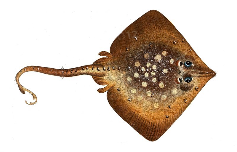 Fish, Fish, Family Skate (fish), Raja clavata, Thornback ray, Historical, digitally restored reproduction from a 19th century original, Record date not stated