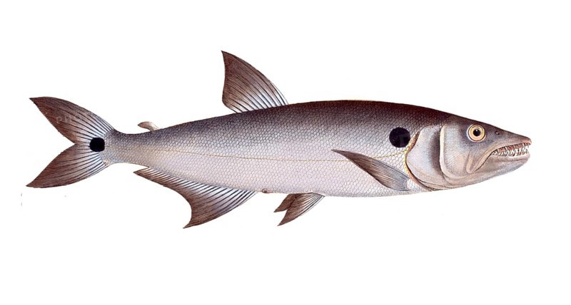 Fish, Fish, Salmon family, Salmo falcatus, Historical, digitally restored reproduction from a 19th century original, Record date not stated