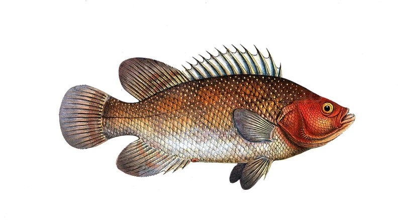 Fish, Fish, Genus of Hussar Fish, Holocentrus surinamensis, the Surinamese Sogo, the Holocentre of Surinam, Historical, digitally restored reproduction from a 19th century original, Record date not stated