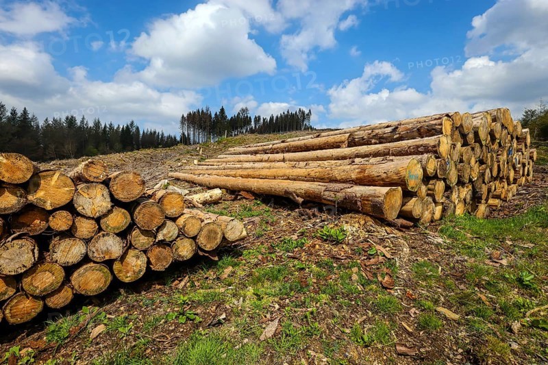 27.04.2022, Hilchenbach, North Rhine-Westphalia, Germany, Forest dieback in the Siegen-Wittgenstein district in the Sauerland, drought and bark beetles damage the spruce trees in the coniferous forest. Dead spruce trees were felled, Europe