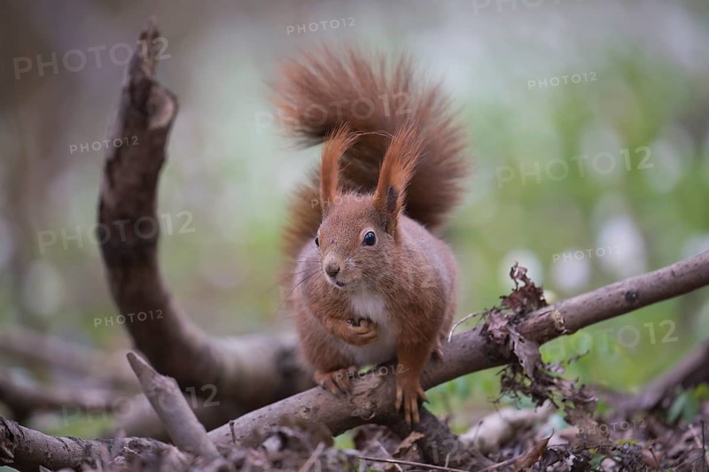 One Red squirrel or Eurasian red squirrel (Sciurus vulgaris) feeding on peanut. Trees in the background. Frontal portrait