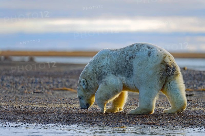 Polar bear (Ursus maritimus), walks on gravel banks, Kaktovik, Barter Island, Beaufort Sea, northern Alaska, USA, North America