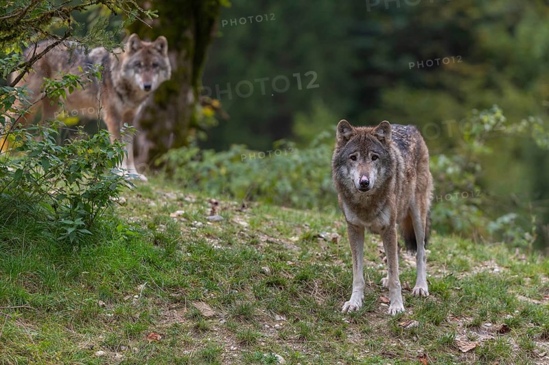 Two eurasian gray wolf (Canis lupus lupus) standing on a small grassy hill with a green forest in the background