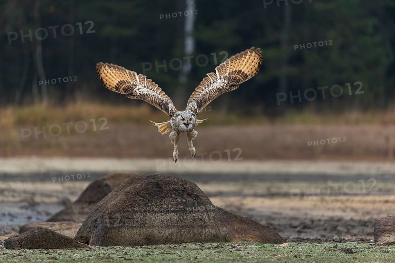 One Siberian Eagle Owl (Bubo bubo sibiricus) flying over a dry lakeshore on an autumnal misty cold morning