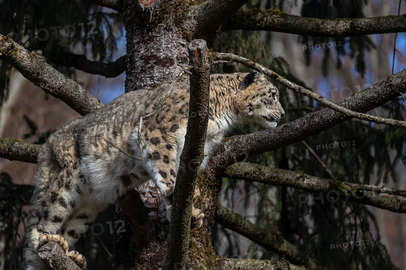 One adult snow leopard (Panthera uncia) standing high up in a tree, watching something in the distance. Blue sky in the background