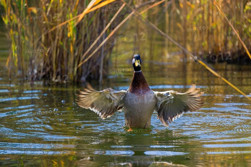 A male mallard or wild duck (Anas platyrhynchos) bathes in a pond, flapping its wings