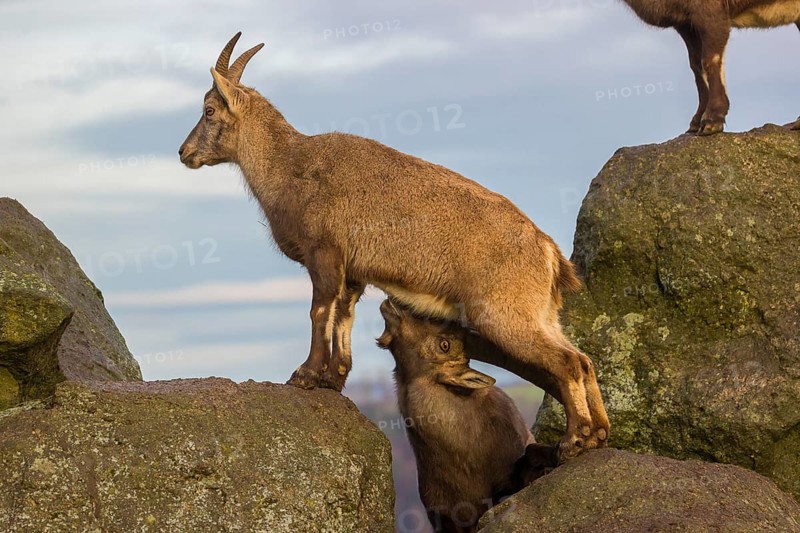 Two ibex (Capra ibex), a male and a female, stand on a rock. The male shows some flehming and sniffs on the female