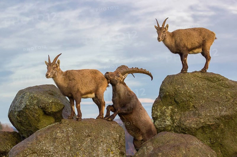Two ibex (Capra ibex), a male and a female, stand on a rock. The male shows some flehming and sniffs on the female
