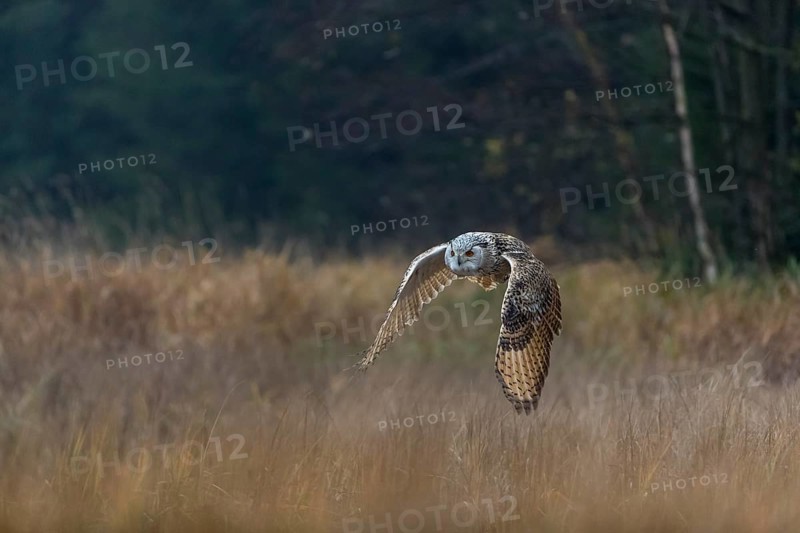 One Siberian Eagle Owl (Bubo bubo sibiricus) flying over tall reed grass lakeshore on an autumnal misty cold morning
