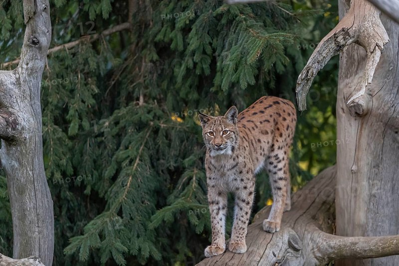 One Eurasian lynx, (Lynx lynx), walking on a fallen tree. Frontal view with green vegetation in the background