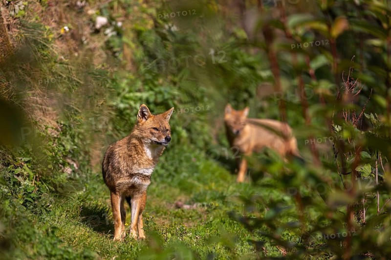Two golden jackal (Canis aureus) walking through dense green vegetation