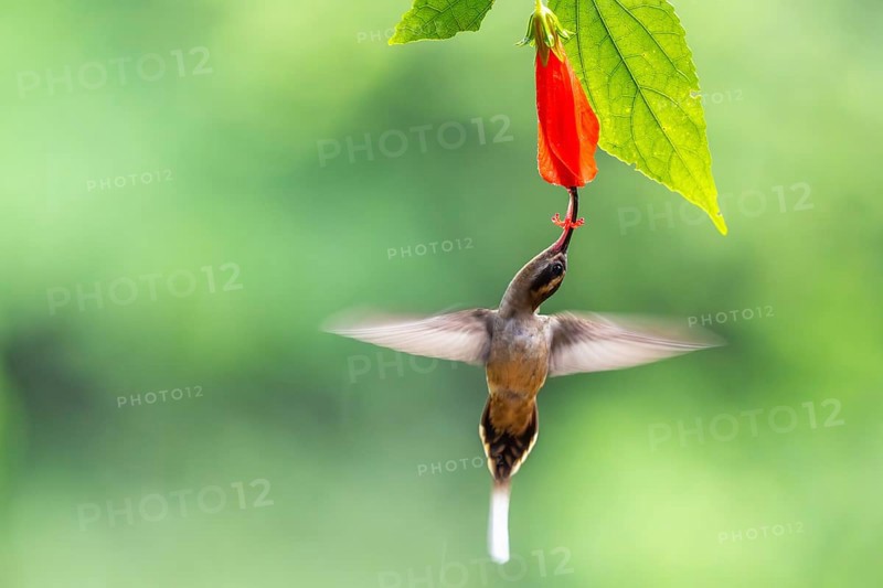 Long-billed Shadow Hummingbird (Phaethornis longirostris), Hummingbird (Trochilidae), Swiftbirds (Apodiformes), Laguna del Lagarto Lodge, Alajuela, Costa Rica, Central America