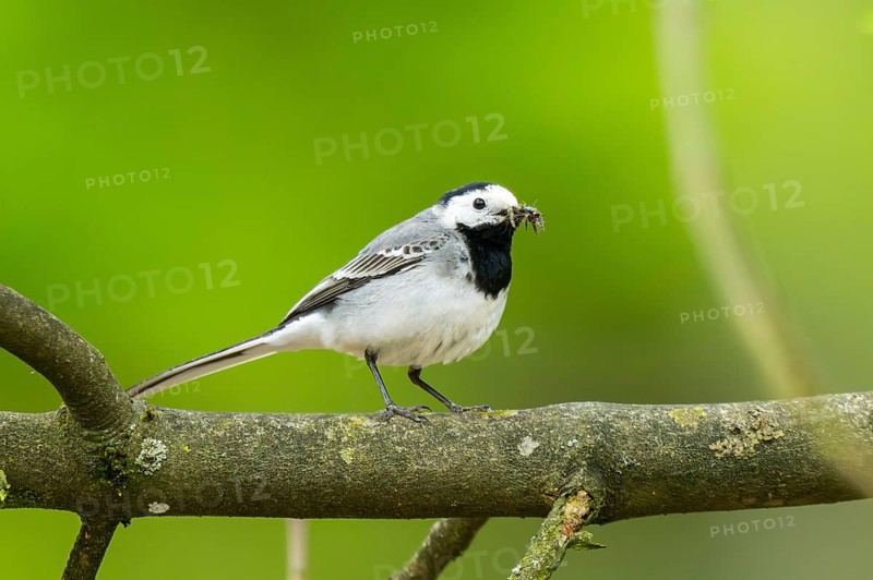 White wagtail (Motacilla alba) sitting on a branch, Bavaria, Germany, Europe