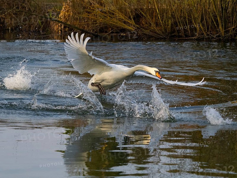 Mute Swan (Cygnus olor), male bird, nearly in flight across a lake in its breeding territory, about to chase away a Canada Goose, Hesse, Germany, Europe