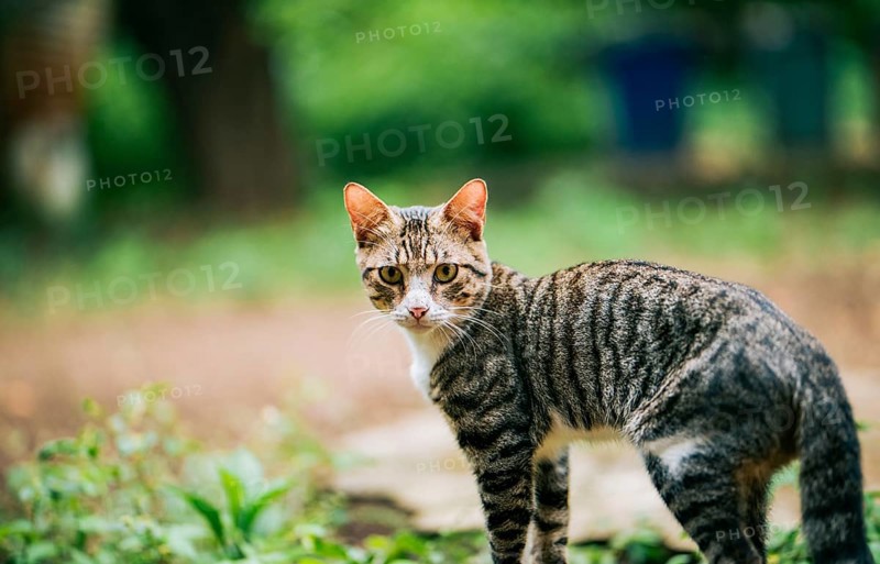 Portrait of a beautiful domestic cat in the backyard