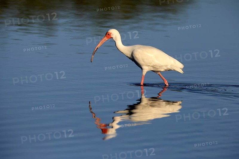 Snowy Ibis, (Eudocimus albus), adult, in the water, foraging, Merritt Island, Black Point Wildlife Drive, Florida, USA, North America