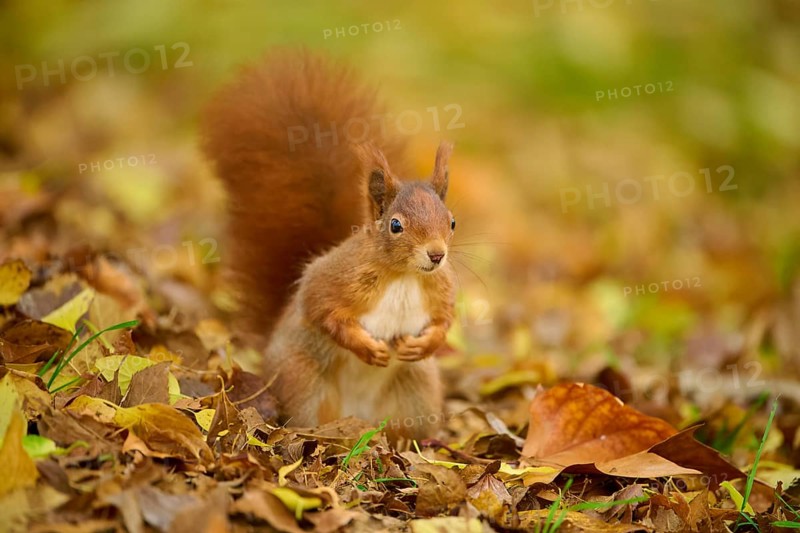 Eurasian squirrel (Sciurus vulgaris), standing in a meadow full of autumn leaves with colourful foliage, Baden-Württemberg, Germany, Europe