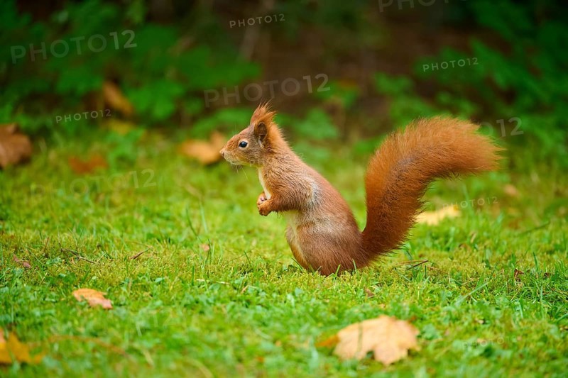 Eurasian squirrel (Sciurus vulgaris), sitting attentively in a meadow with autumn leaf litter, Baden-Württemberg, Germany, Europe