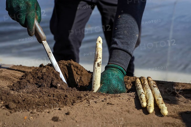 Wesel, North Rhine-Westphalia, Germany, Harvest workers from Eastern Europe harvest the first asparagus of the season in a field, Europe