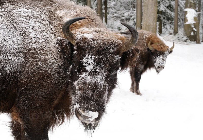 Bison in the winter forest with snow-covered fur, bison (Bos bonasus), Bavarian Forest National Park, Bavaria