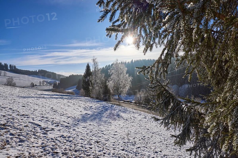 Hilly hazy winter landscape, forest, snow-covered trees, backlight of the sun breaks through fir branches, Titisee-Neustadt, Black Forest, Breisgau-Hochschwarzwald district, Baden-Württemberg, Germany, Europe