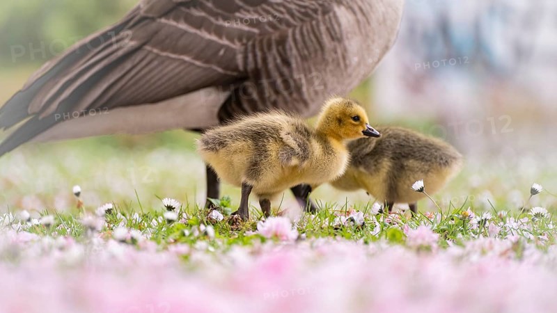 Canada goose chicks (Branta canadensis) two walking through grass, surrounded by daisies, profile view, leg and body of the adult parent bird in the background, foreground blurred cherry blossoms in pink, Rombergpark, Dortmund, North Rhine-Westphalia, Germany, Europe