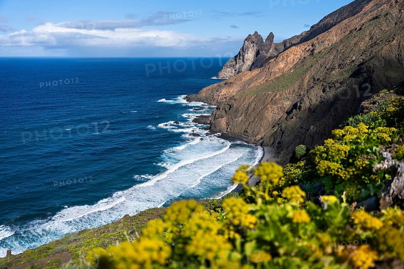 The north-west coast of La Gomera with the Playa de Arguamul beach. Mountains, cliffs and steep coast. Yellow flowers in the foreground (Sedum), Guillama, La Gomera, Canary Islands, Spain, Europe