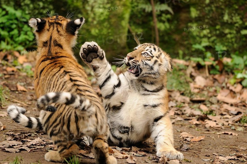Two tiger cubs playing with each other in a forest area, Siberian tiger (Panthera tigris altaica), captive, occurring in Russia, North Korea and China