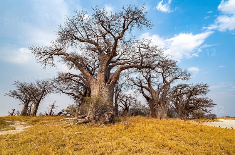 Babobabs on the edge of a salt pan, Baine's Baobabs, Nxai Pan National Park, Botswana, Africa
