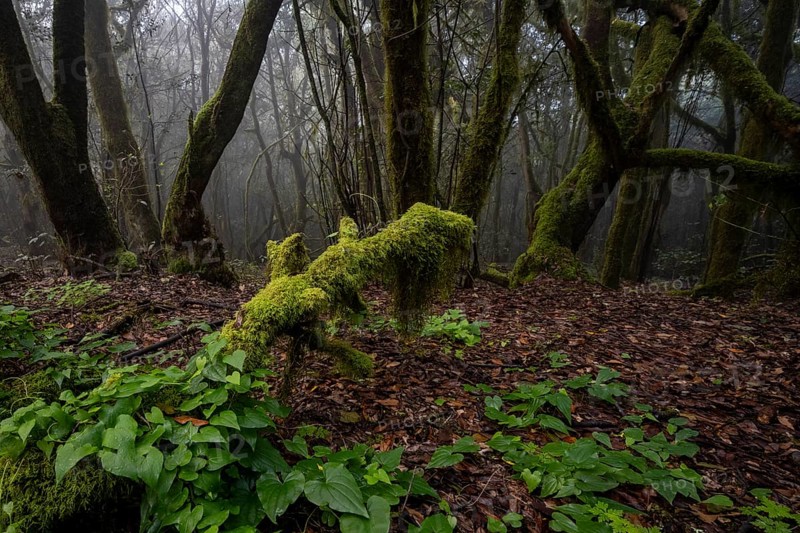 Cloud forest, laurel forest, Garajonay National Park, UNESCO World Heritage Site, La Gomera, Canary Islands, Spain, Europe